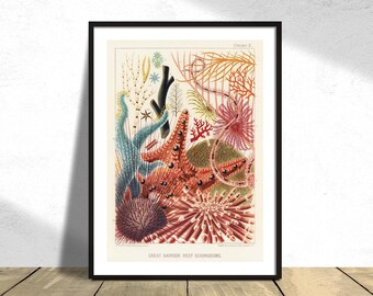 Great Barrier Reef Echinoderms - William Saville-Kent - Printed Poster, Natural Coral Reef, Aquatic Plants, Science Print, Botanical History