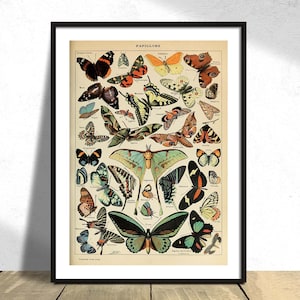 Papillons - Adolphe Millot / Stampa farfalla vintage, illustrazione botanica, poster collezione retrò, tipi di farfalle, arte di storia naturale
