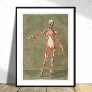 Illustrazione anatomica 1 - Arnauld-Eloi Gautier-Dagoty / Vintage Poster, Learning Anatomy, Naturalist Print, Medical Wall Art, Human Body