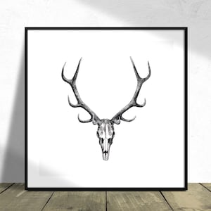 Hirschschädel Zeichnung, Tierdruck - Richard Lydekker I Quadratischer Druck, Quadratisches Poster, Retro Poster, Reproduktion Kunst, Wildtier, Schädel