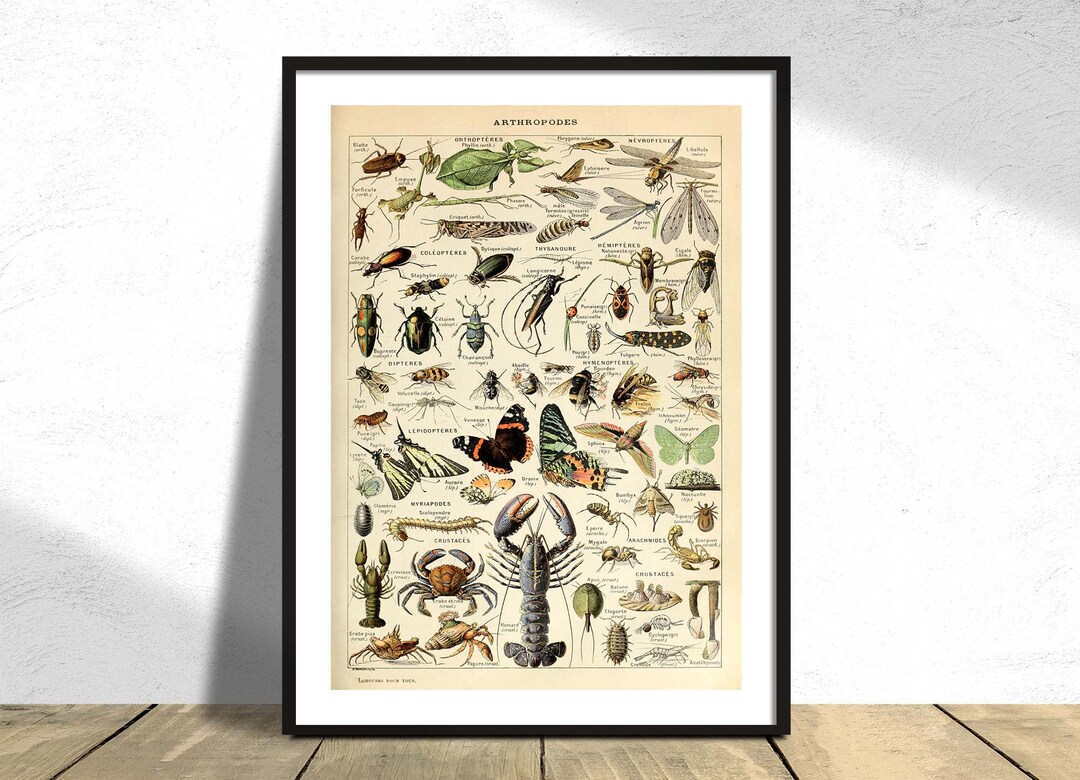 Arthropodes - Adolphe Millot | Pour Tous, Natural History Print ...