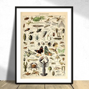 Artropodi - Adolphe Millot / Pour Tous, Stampa di storia naturale, Collezione di Adolphe Millot, Vintage Original, Phylum Arthropoda Poster