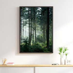 May include: A framed photograph of a misty forest scene with tall trees and sunlight filtering through the branches.