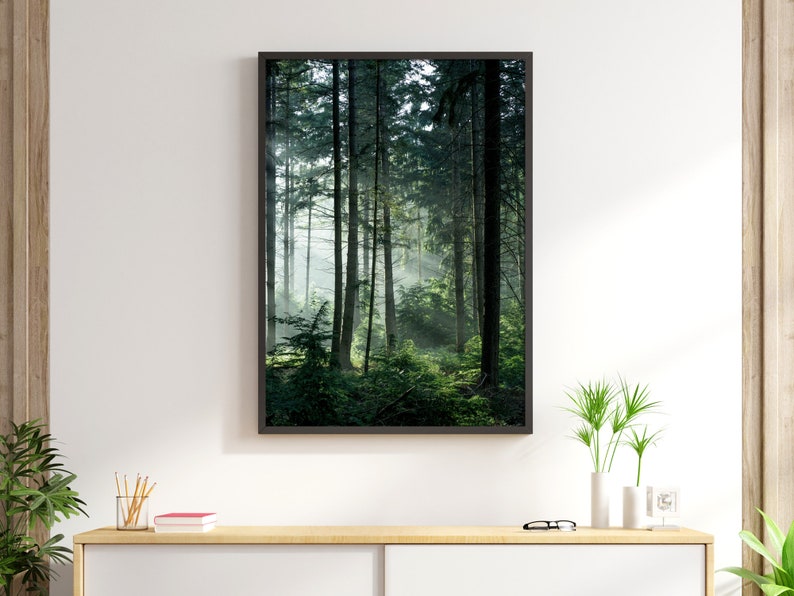 May include: A framed photograph of a misty forest scene with tall trees and sunlight filtering through the branches.
