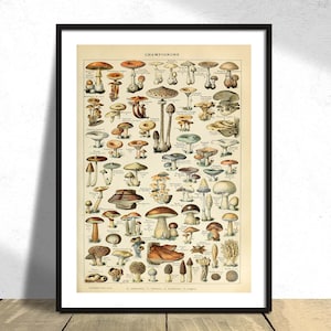 Champiñones - Adolphe Millot / Cartel de hongos, Arte botánico, Colección de Adolphe Millot, Original vintage, Impresión de hongos, Científico A3