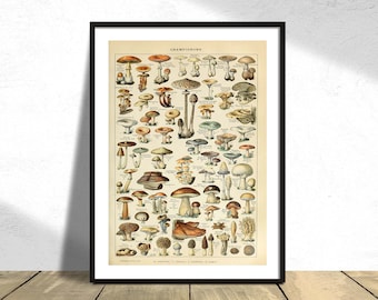 Champiñones - Adolphe Millot / Cartel de hongos, Arte botánico, Colección de Adolphe Millot, Original vintage, Impresión de hongos, Científico A3