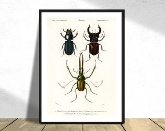 Different types of beetles illustrated by Charles Dessalines D' Orbigny - Printed Poster, Vintage Botanical History Illustration Print A3 A4