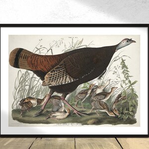 Grande poule américaine et jeune de Birds of America - John James Audubon | Reproduction d'affiches, vintage Oiseau Vieille illustration Ornithologie Art