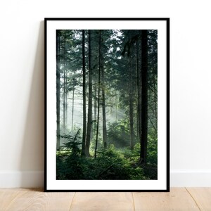 May include: A framed photograph of a misty forest scene with tall trees and sunlight filtering through the branches.