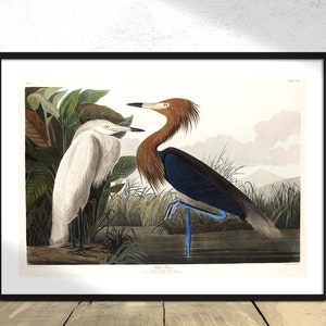 Purple Heron from Birds of America - John James Audubon | Poster Reproduction, Modern Art, Vintage Bird Print, Old illustration, Ornithology