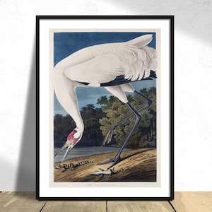 Hooping Crane de Birds of America I - John James Audubon/ Vintage Bird Print, Reproducción de carteles, Ilustración retro, Cartel de aves, Naturaleza