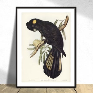 Funereal Cockatoo - Elizabeth Gould - Printed Poster, Vintage Bird, Science Print, Illustration Retro, Botanical History, ANY SIZE 5x7 8x10
