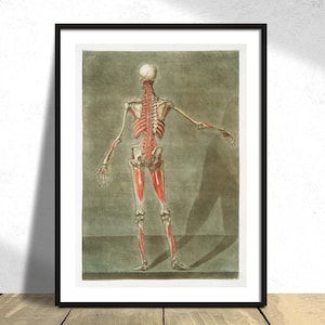 Anatomische Illustration 2 - Arnauld-Eloi Gautier-Dagoty | Vintage Poster, Anatomie lernen, Naturforscher Druck, medizinische Wandkunst, menschlicher Körper