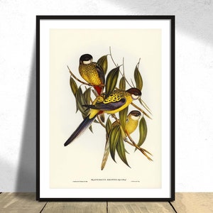 Parrocchetto di Brown - Elizabeth Gould - Poster stampato, Uccello vintage, Stampa scientifica, Illustrazione retrò, Storia botanica, QUALSIASI DIMENSIONE 5x7 16x20