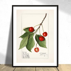 Cerises (Prunus Avium) - Ellen Isham Schutt | Décor de cuisine, reproduction, rétro, affiche vintage, impression de restaurant, botanique, art naturel A3