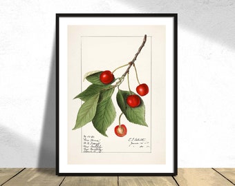 Cherries (Prunus Avium) - Ellen Isham Schutt | Kitchen Decor, Reproduction, Retro, Vintage Poster, Restaurant Print, Botanic, Natural Art A3