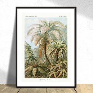 Filicinae- Laubfarne - Haeckel Ernst I Printed Poster, Art Forms of Nature, Vintage Wall, Wild Animal, Natural Print
