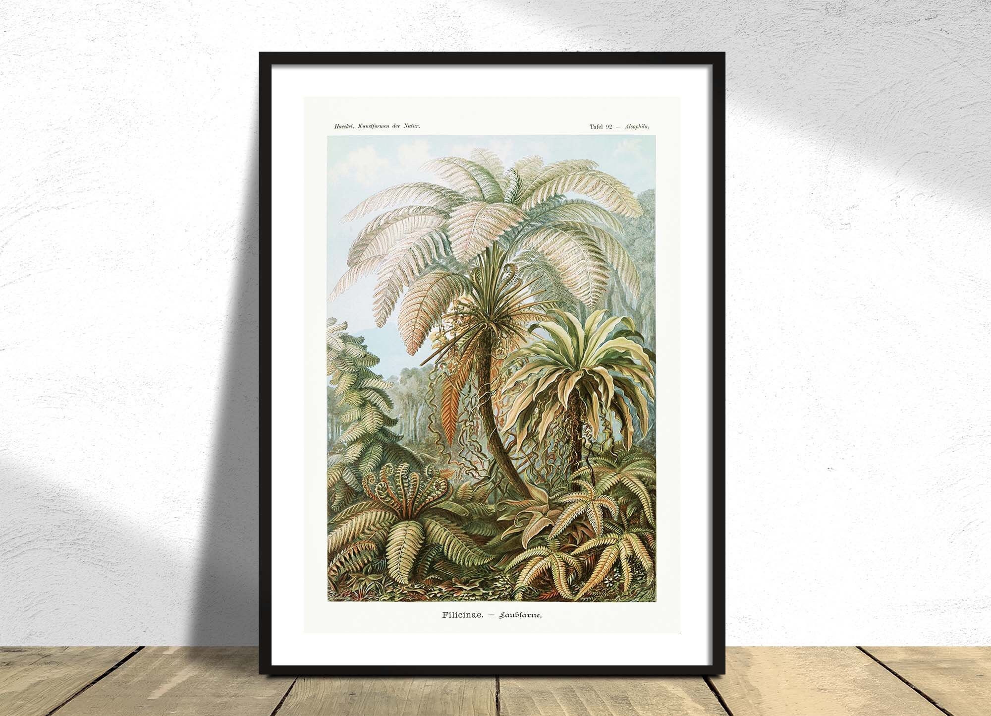 Filicinae- Laubfarne - Haeckel Ernst I Póster impreso, Formas de arte de la naturaleza, Pared vintage, Animal salvaje, Impresión natural