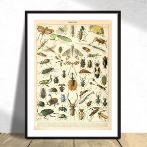 Insecten A - Adolphe Millot | Pour Tous, Natural History Print, Collectie van Adolphe Millot, Vintage Original, Type Insectes Poster
