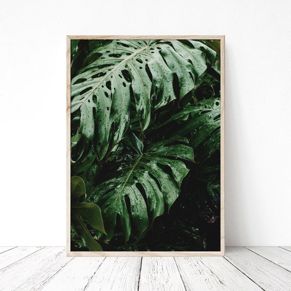 Amazing Leaves in the Rain  - High Quality Printed Photography Poster. Any size you need. Monstera Urban Jungle in your home. 50x70 24x36 A3