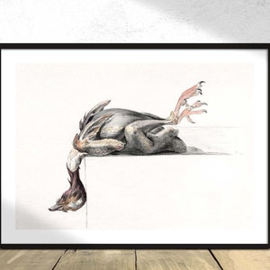 Pájaro desplumado, colgando la cabeza hacia abajo - Jean Bernard / Reproducción de póster, Pájaro vintage, Ilustración antigua, Arte de ornitología, Idea de regalo, Arte de pared