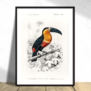 Toucan Ramphastos Charles Dessalines D' Orbigny - Printed Poster, Vintage Bird, Wild Animal, Botanical History Illustration Science Print A3