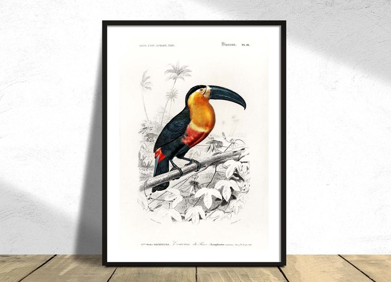 Toucan Ramphastos Charles Dessalines D' Orbigny Printed Poster, Vintage Bird, Wild Animal, Botanical History Illustration Science Print A3 image 1