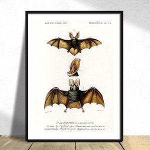 Plecotus ( Bat ) Charles Dessalines D' Orbigny - Printed Poster, Vintage Bat, Wild Animal, Botanical History Illustration, Science Print A3