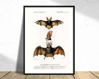 Plecotus ( Bat ) Charles Dessalines D' Orbigny - Printed Poster, Vintage Bat, Wild Animal, Botanical History Illustration, Science Print A3
