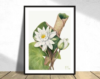 American Waterlily (Castalia odorata) - Mary Vaux Walcott | Vintage Poster, Plands Print, Old Illustration, Flowers Dec, Water Lily Nenuphar