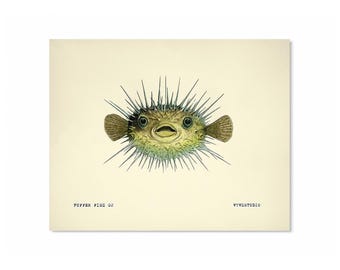 Vintage Look Scientific Puffer Fish 02 Watercolor Print