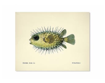 Vintage Look Scientific Puffer Fish 01 Watercolor Print