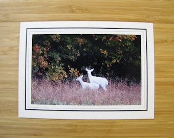 White Deer - A Doe & young one