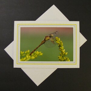 Yellow Meadowhawk Dragonfly Photo Card~Dragonfly Photos~Dragonfly Photo Greeting Card~Yellow Dragonfly Gift~Blank Inside~Any Occasion