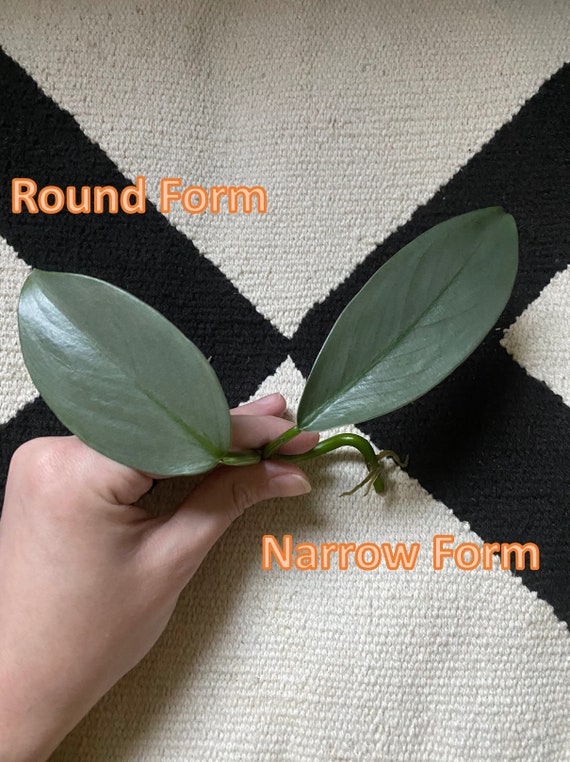 Silver Sword Hastatum Round Narrow Rooted Philodendron Top Etsy