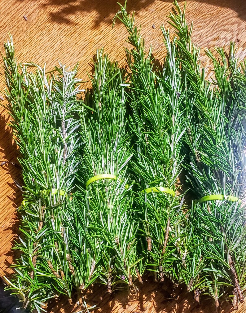 Fresh Organic Rosemary Sprigs 5 100 by the Stem or Bulk Etsy