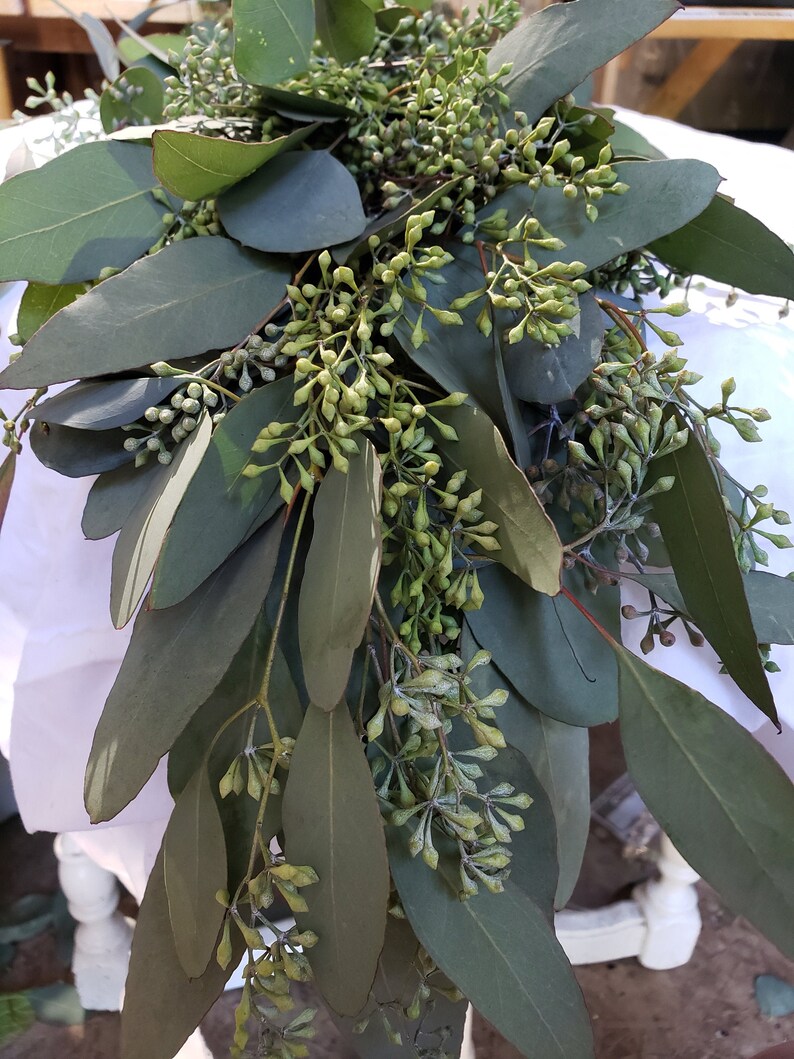 Fresh Eucalyptus Garland or Table Runner with Seeded Silver Etsy