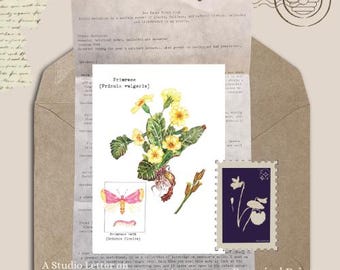 Primrose 5 by 7 inch Print Bee House Print Club Feb 2026 - Catch Up Mail