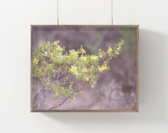 DESERT PLANT Downloadable Print,Creosote,desert print,southwest,Arizona,desert photo,desert digital print,botanical print,desert botanical