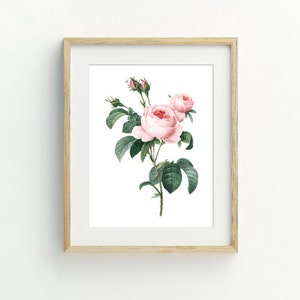 Puede incluir: Una impresi&oacute;n enmarcada de una ilustraci&oacute;n bot&aacute;nica con una rosa rosa con hojas verdes y capullos.