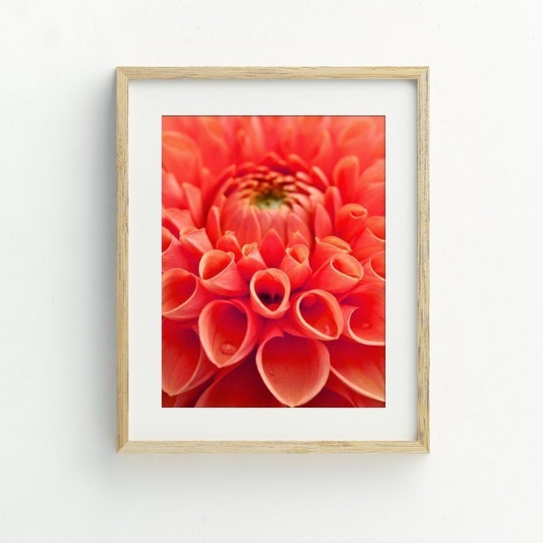 Dahlia Art Print, Dahlia Photography, Instant Download Printable Art, Red Flower Wall Decor, Flower Printable Art, 5x7, 8x10, 11x14, 16x20