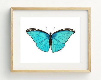 May include: A framed print of a blue morpho butterfly with black markings on its wings. The butterfly is depicted with its wings open, showcasing the vibrant blue color.