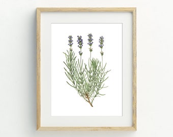 Könnte beinhalten: Ein gerahmter Kunstdruck mit einer botanischen Illustration von Lavendel. Das Kunstwerk zeigt vier Lavendelstiele mit lila Blüten und grünen Blättern vor weißem Hintergrund, in einem hellen Holzrahmen.
