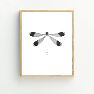 May include: A black and white illustration of a dragonfly with a wooden frame.