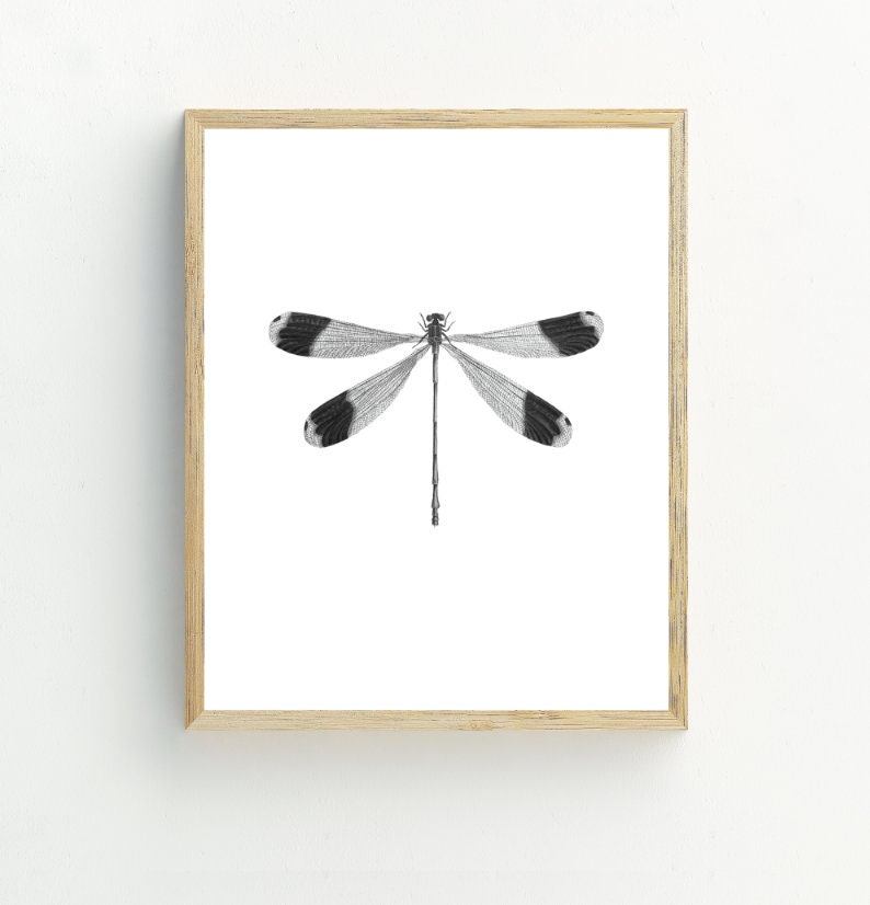 May include: A black and white illustration of a dragonfly with a wooden frame.