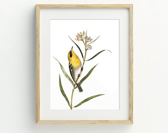 Bird Print, Yellow Wren Print, Vintage Bird Wall Art descarga digital, 5x7, 8x10, 11x14, 16x20