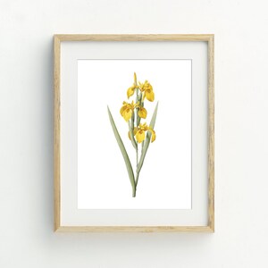 Yellow Iris Print, Farmhouse Decor, Flower Wall Art digital download, 5x7, 8x10, 11x14, 16x20