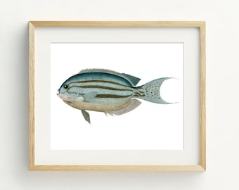 Fisch Wandkunst, Fisch Druckbar, Strand Dekor, Küstenwandkunst, maritime Kunst, Strandkunst, 5x7, 8x10, 11x14