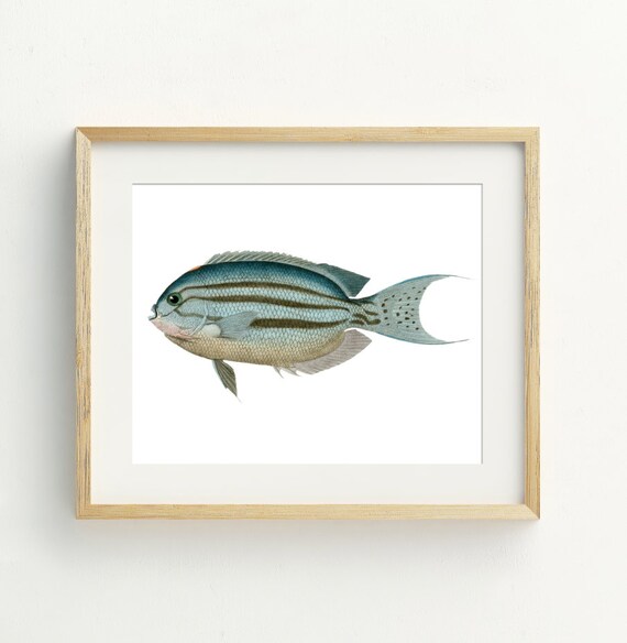 Fish Wall Art Fish Printable beach decor coastal wall art | Etsy