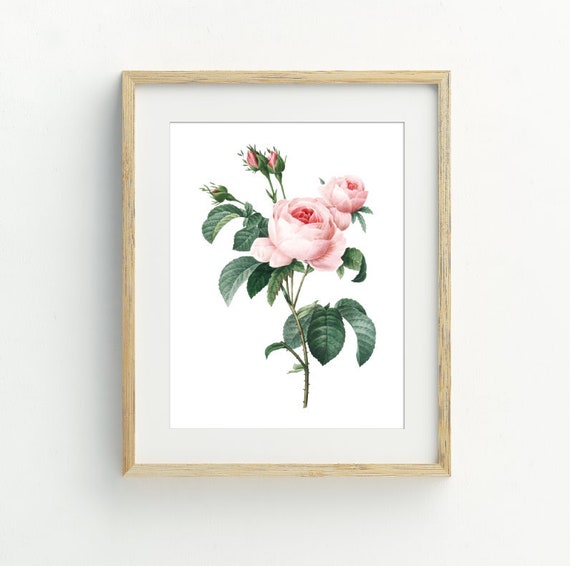Rose Art Print, Vintage Rose Wall Decor, Rose Flower Wall Art, Floral Decor, 5x7, 8x10, 11x14, 16x20